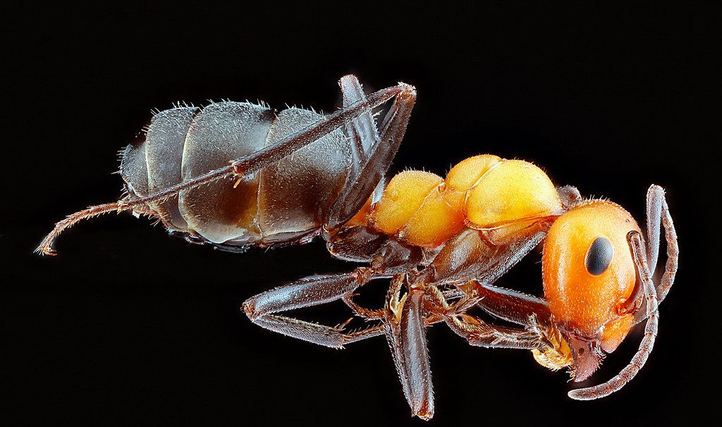 Ant Control service in Lacey, WA