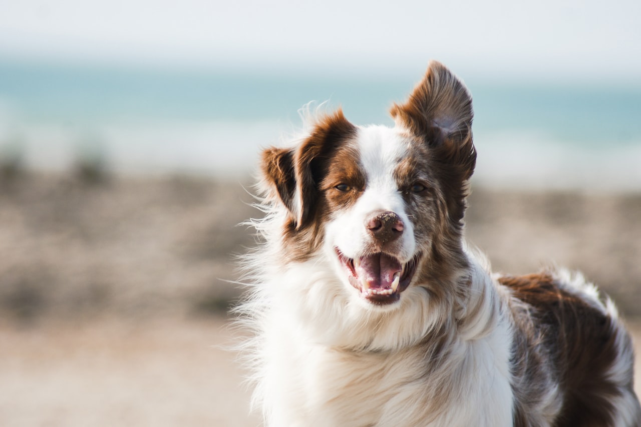 Flea & Tick Control service in Lacey, WA