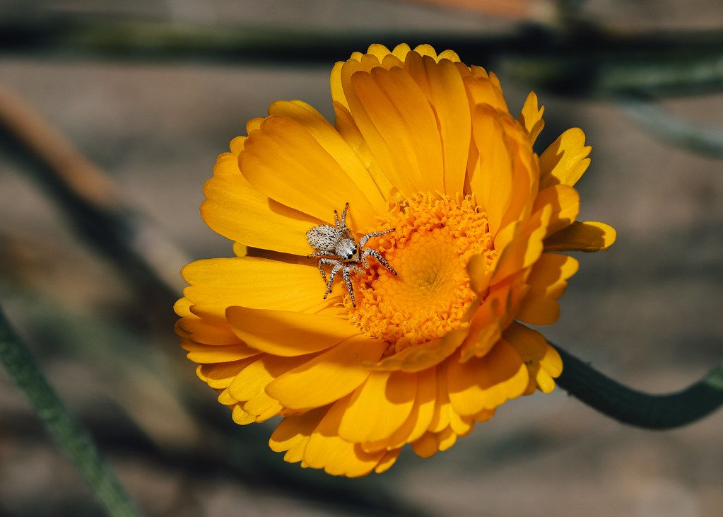 Spider Control service in Lacey, WA